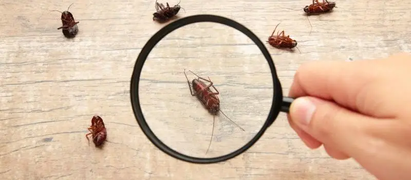 Household Roaches