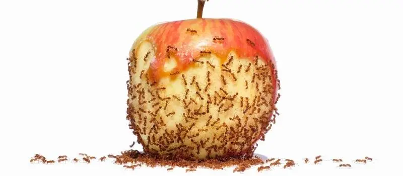 Ant and Mound Pest Control Service